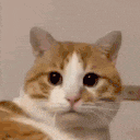 a close up of a brown and white cat looking at the camera with a sad look on its face .