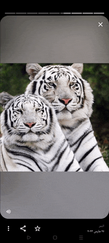 two white tigers are sitting next to each other with a x in the corner