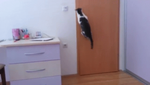 Great Escape GIF - Cat Door Escape GIFs