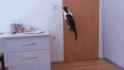 a black and white cat is jumping over a wooden door