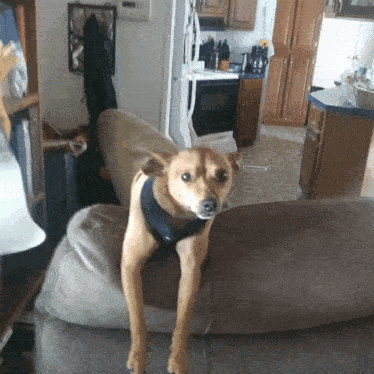 a small brown dog sitting on a couch in a kitchen