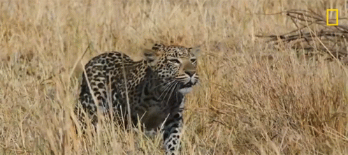 Leopard National Geographic GIF - Leopard National Geographic Savage Kingdom GIFs