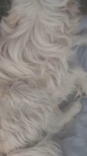 Perrocapo Fur GIF - Perrocapo Fur Dog GIFs