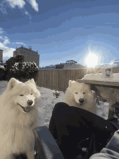 two white dogs are sitting on a person 's lap
