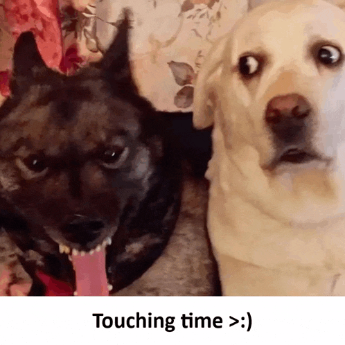 two dogs are sitting next to each other with the words touching time written below them