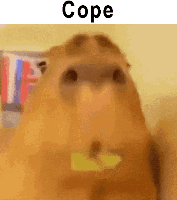 Capybara Cope GIF - Capybara Cope Capybara Meme GIFs