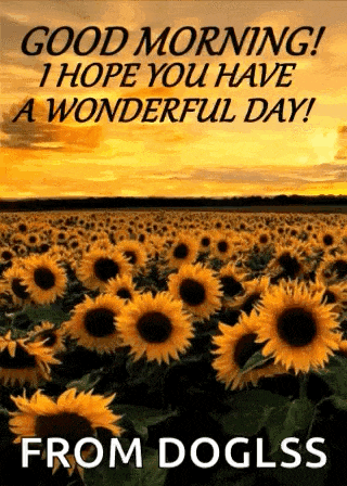 a field of sunflowers with the words `` good morning ! i hope you have a wonderful day ! '' from dogliss