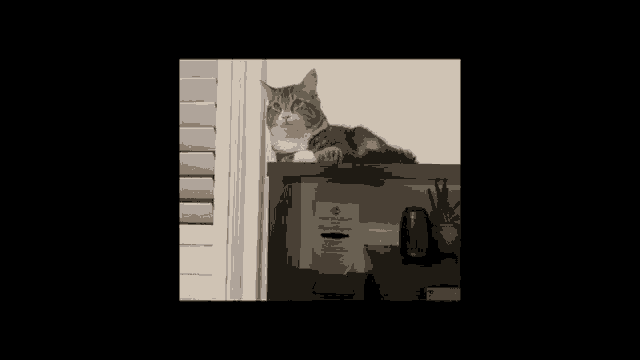 a close up of a cat 's face with a blurred background