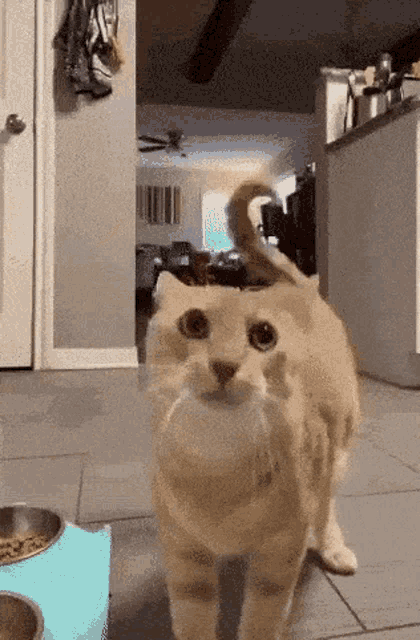 a cat is standing next to a bowl of food on the floor .