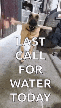 a dog is holding plastic cups on its head and says last call for water today