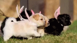Puppy Baby Animals GIF - Puppy Baby Animals Spring Time GIFs