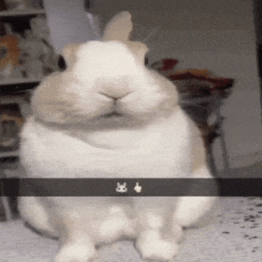a picture of a rabbit with a thumbs up on it 's face