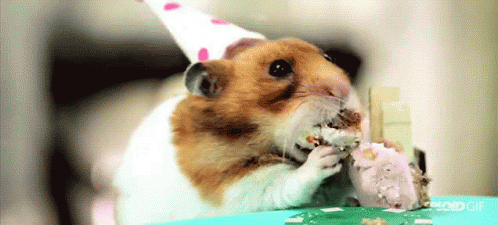 Hamster Eating Cake On Birthday GIF - Hamster Hamster Eating Eating Cake GIFs