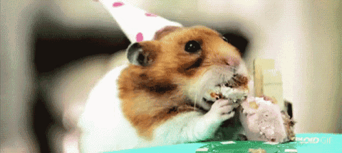 a hamster wearing a birthday hat is eating a piece of cake
