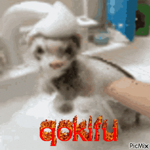 a picture of a dog being bathed with the name gokiru in red