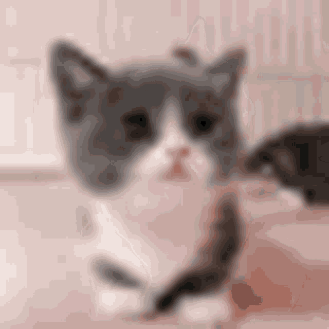 a gray and white cat is sitting on a pink blanket looking at the camera .