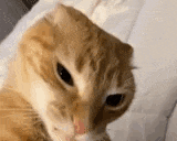a close up of an orange and white cat laying on a bed .