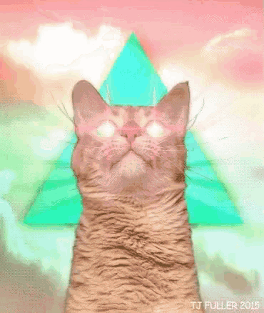 a cat with a pyramid in the background is looking up at the sky .
