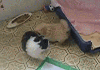 Pups GIF - Dogs Puppies Playmate GIFs