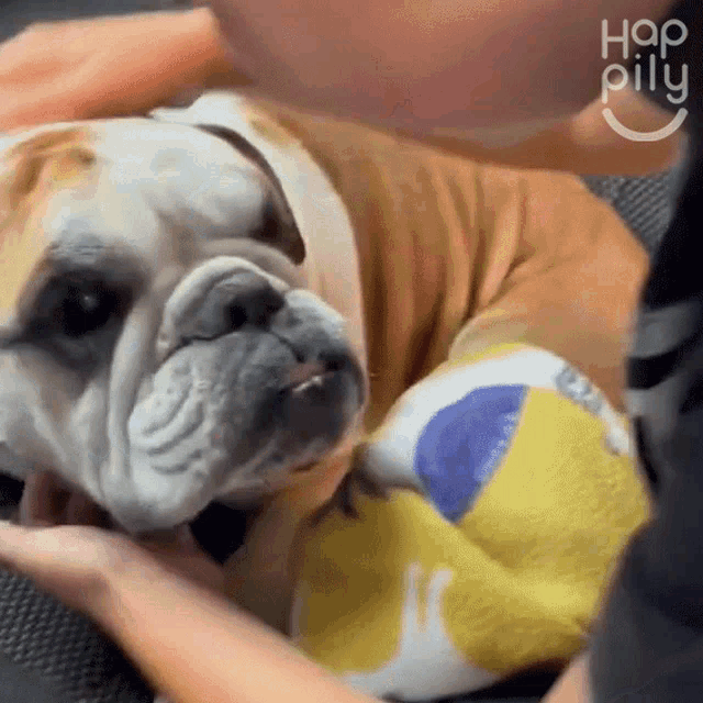 a brown and white bulldog is laying on a person 's lap and looking at the camera .