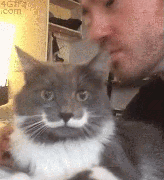 หอมหัว แมว โดนตบ GIF - Cat Kiss Head Love GIFs