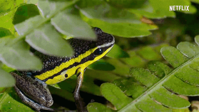Frogs Colorful GIF - Frogs Colorful Species GIFs