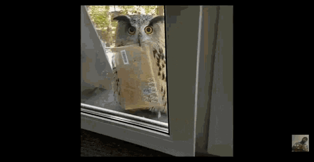 Mail Call Special Delivery GIF - Mail Call Special Delivery Owl GIFs