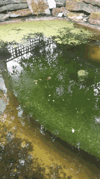 a pond with green algae growing on the bottom of it