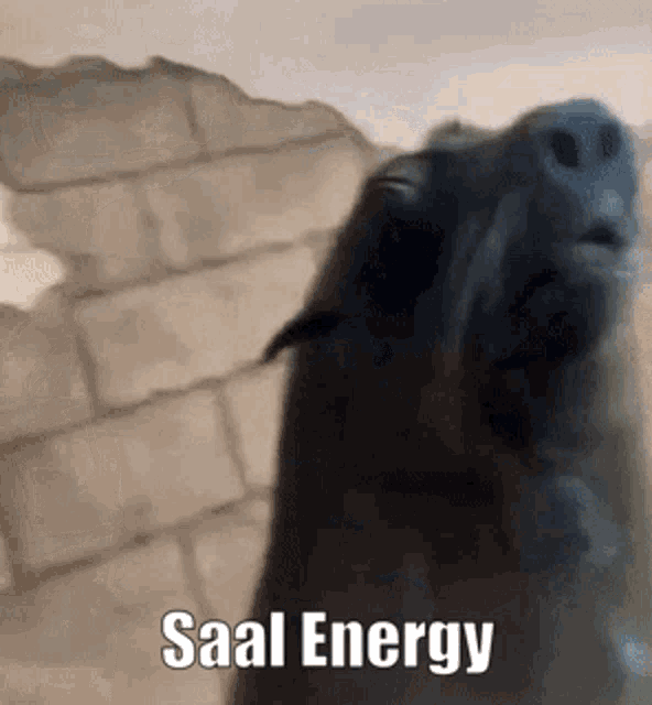 a close up of a dog with the words saal energy written on it