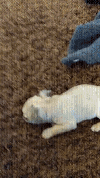 a dog is laying on its back on a carpet