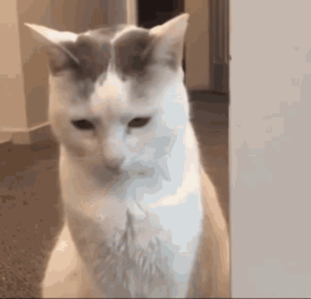Cat Cats GIF - Cat Cats Cat Reaction GIFs