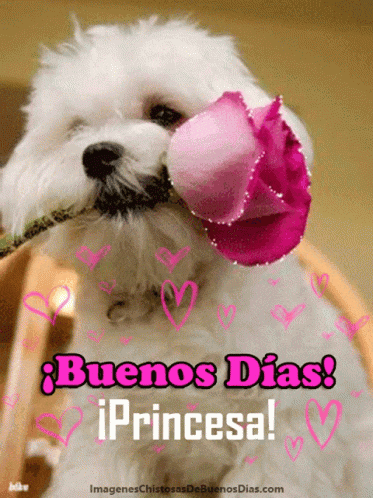 a white dog with a pink rose in its mouth and the words buenos dias princesa on the bottom