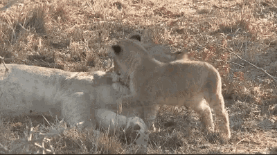 two lion cubs playing with a dead lion in the grass .