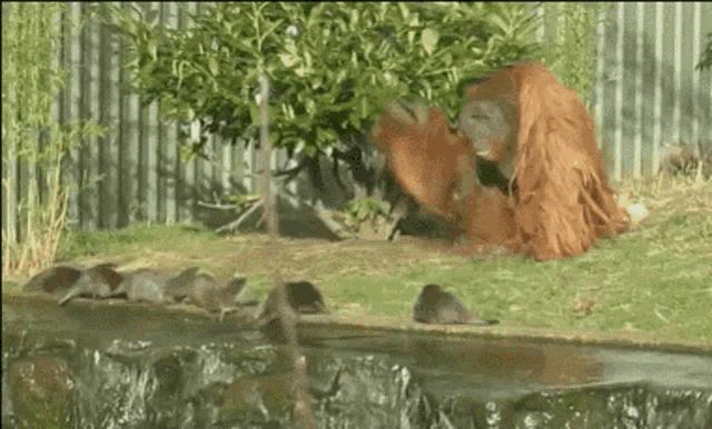 a group of otters are swimming in a pond next to a fence