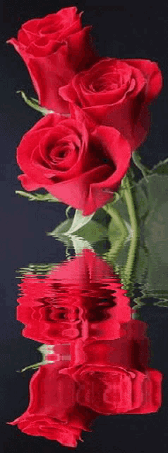 three red roses are reflected in the water .