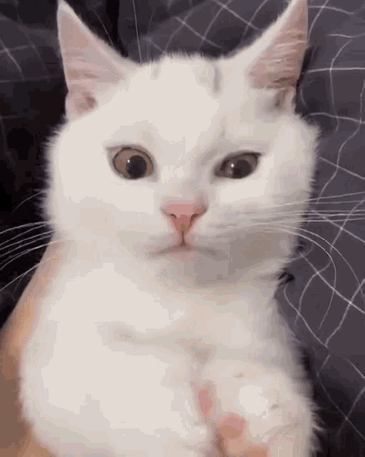 Cat Cute Cat GIF - Cat Cute Cat Mad GIFs