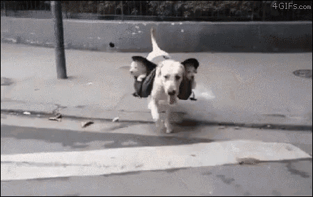 a dog is carrying two puppies on its back while crossing the street .