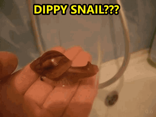 Snail Real Snail GIF - Snail Real Snail Funny Snail GIFs