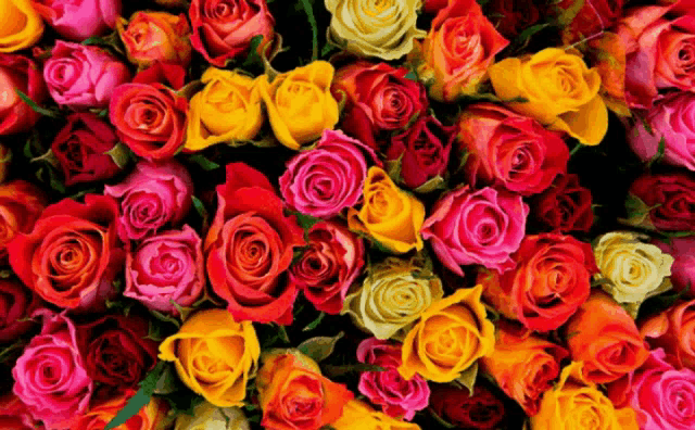 a bunch of different colored roses are lined up in a row