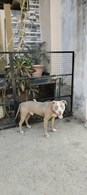 a dog with its tongue out is standing in front of a fence