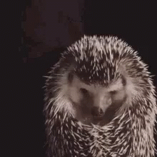 Hedgehog Pokey GIF - Hedgehog Pokey Come GIFs