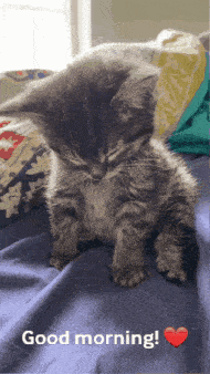 a kitten is sleeping on a bed with a good morning message