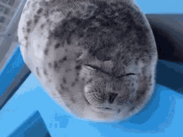 Seal Silly GIF - Seal Silly GIFs