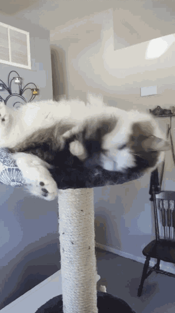 a cat laying on top of a cat tree in a living room