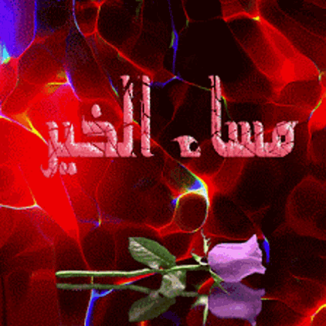 a purple rose sits in front of a red background that says ' مساء الخير ' on it
