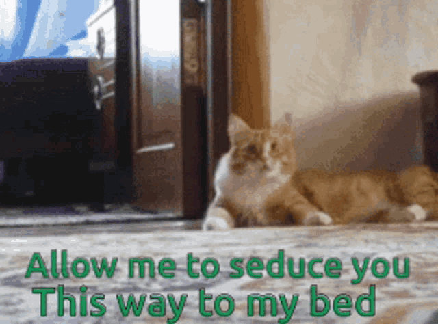 Allow Me To Seduce You Cat GIF - Allow Me To Seduce You Cat Walking GIFs