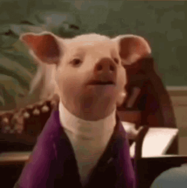 a pig wearing a purple jacket and a white turtleneck is sitting in a classroom .