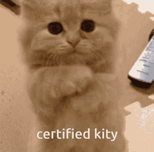Kitty Kity GIF - Kitty Kity Certified Kity GIFs