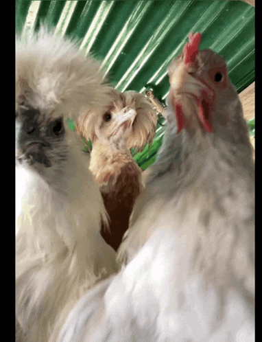 three white chickens are standing next to each other and one has a red beak