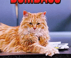 Dumb Ass Cat! GIF - Cats Insult Dumbass GIFs